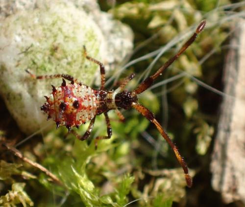 Réf. 185 287 : Coreus marginatus